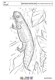 Semender boyama sayfaları